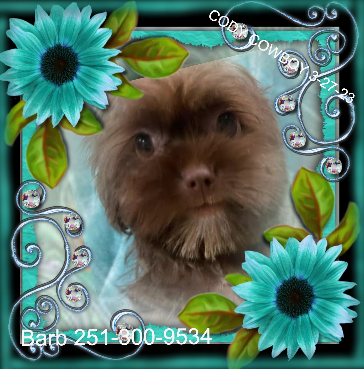 Maltese Puppies for Sale