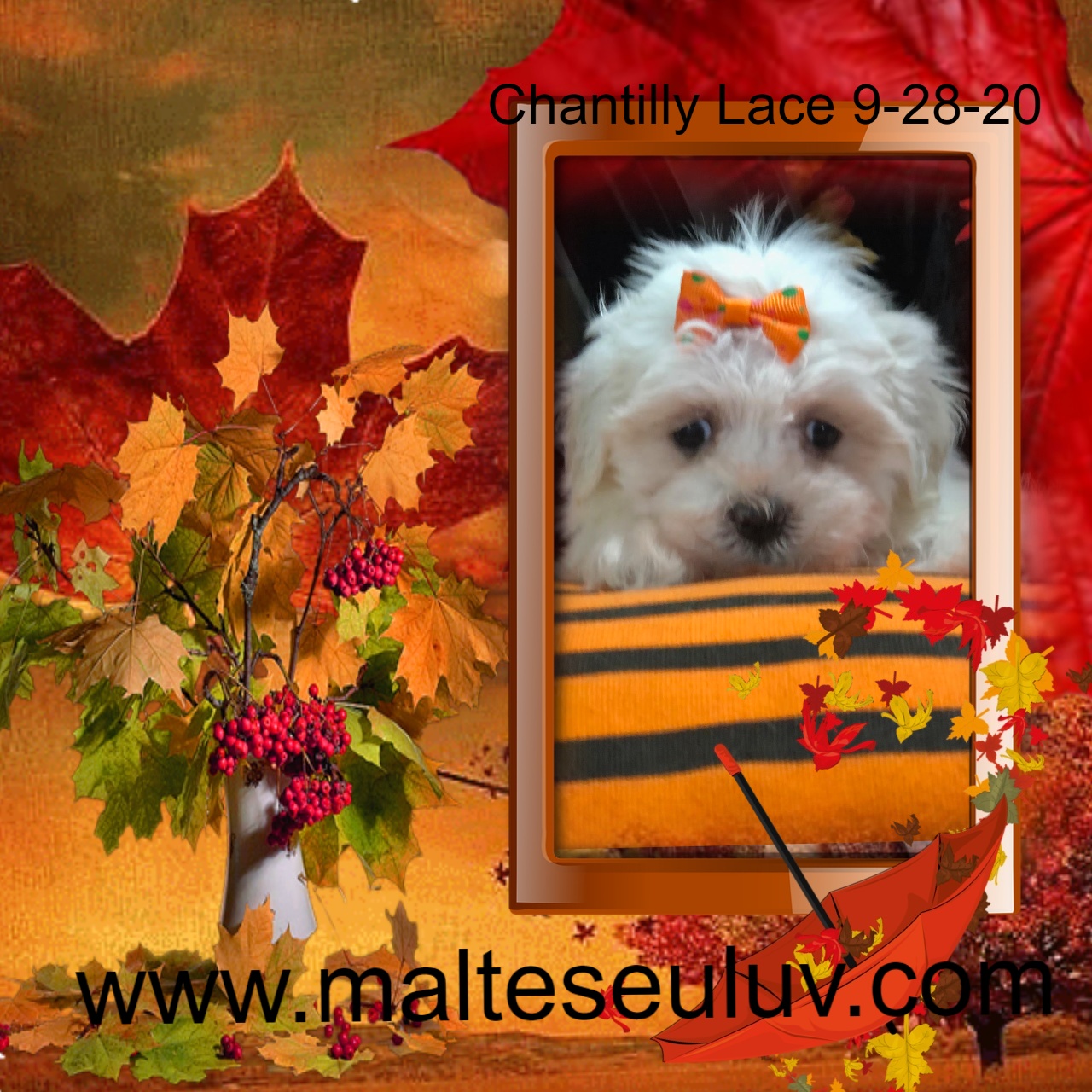 Shitzu-Maltese Puppies for Sale